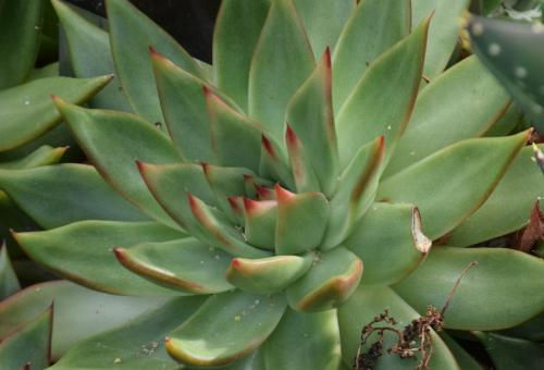 A close up of an echeveria agavoides succulent with red tips on the leaves